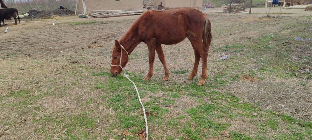 Otcha (toy) sotiladi