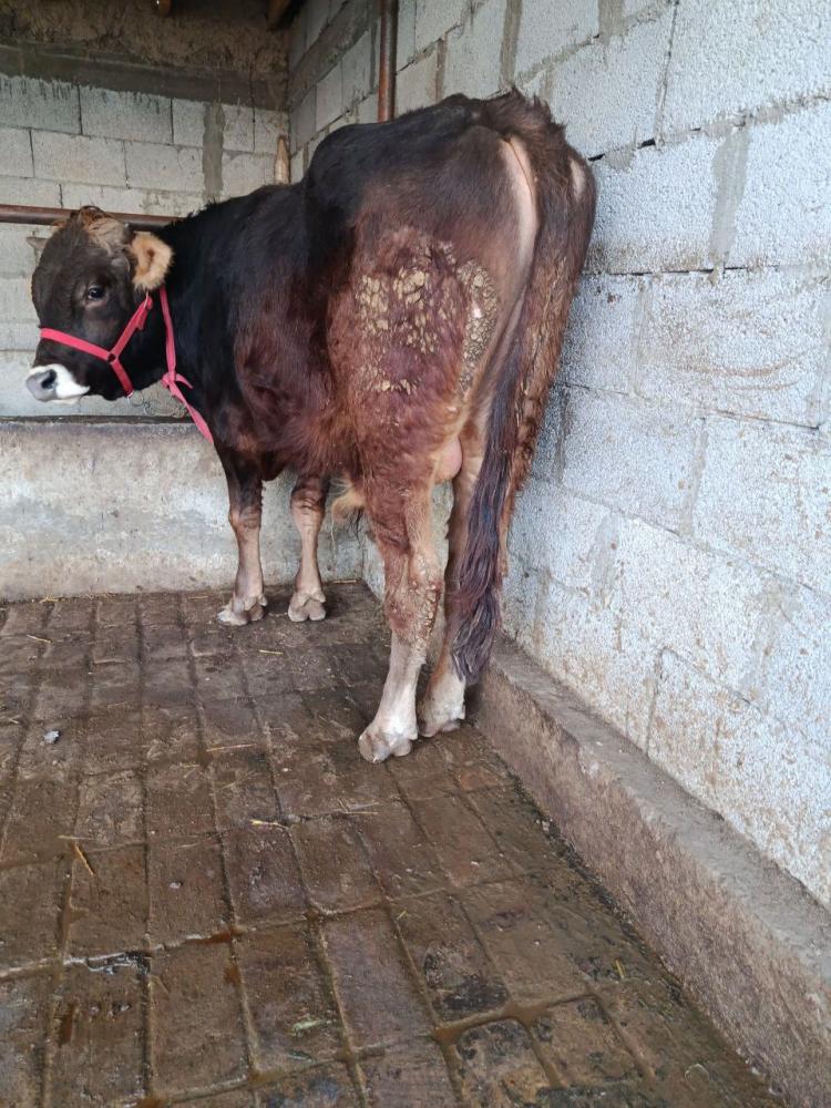 Novos yoshga yetgan broyler