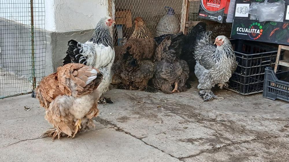 Bramalar sotuvda Qashqadaryo