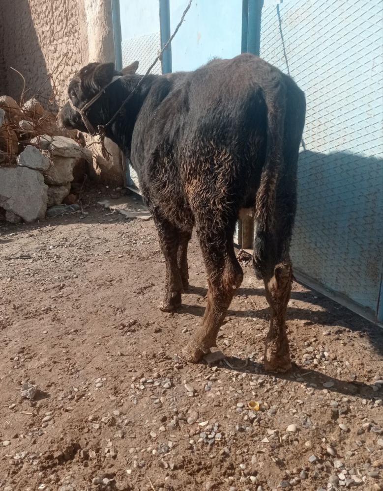 Paroda hoʻkizcha sotiladi