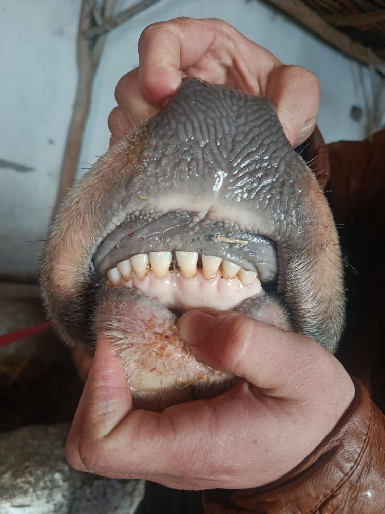 Sigir sotiladi, sut beradi 8 litr