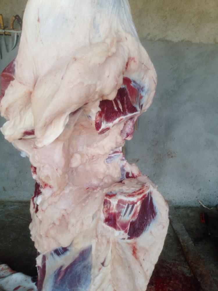 Sigir va buzov gõshti