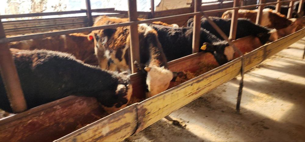 Zotli buqalar, 35 bosh