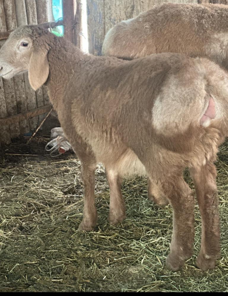 3 ойлик кочкорча