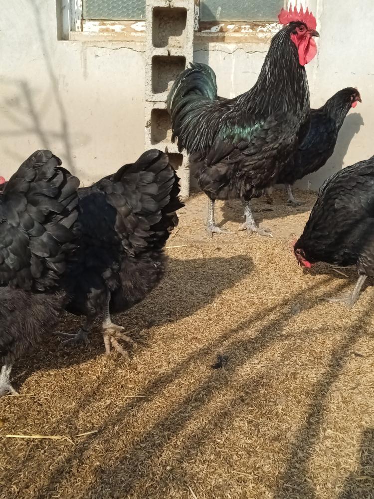 Жерси гигант тухумлари