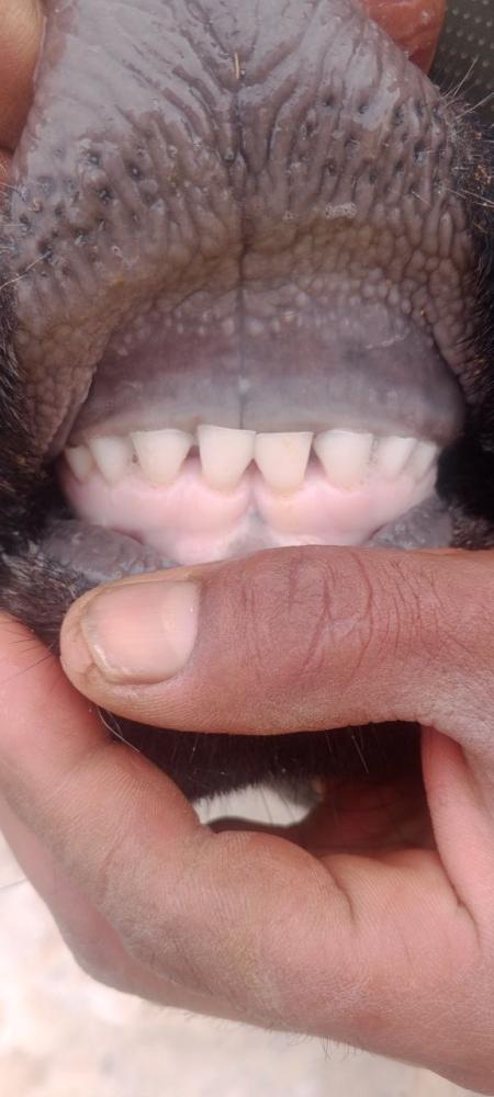 Pardali buzov 8 kunlik