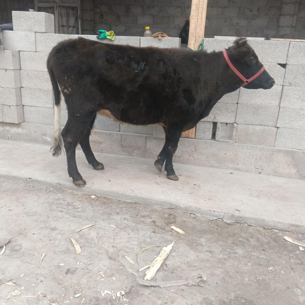 7 ярим ойлик хуножин