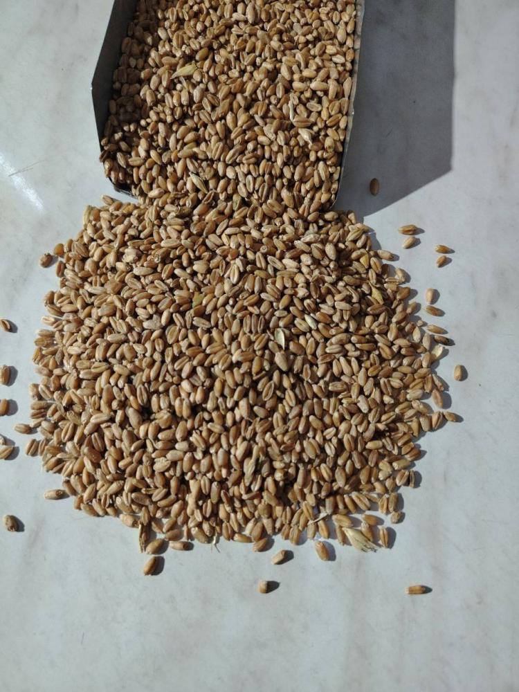 Бугдой КАЗАХСТАН 4-КЛАСС