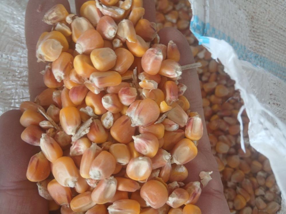 Makka 350 to‘nna Jizzaxga