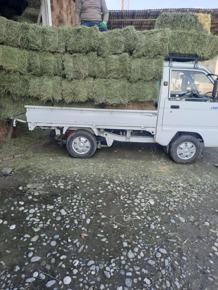 Тоза кук беда пресс