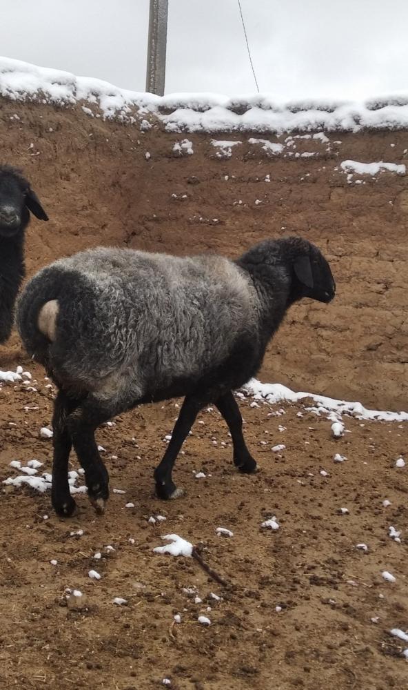 Qoʻy sotiladi, soʻyib beriladi