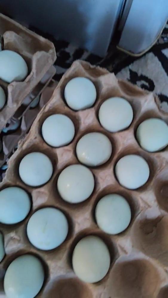 Ухеиюл товуклари истемол тухуми