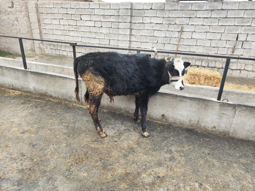 7 oylik sigir (xukizcha)