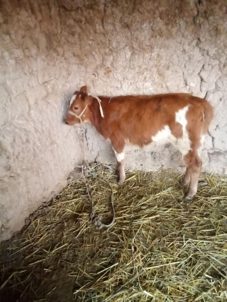 Tanacha (sigir) sotiladi