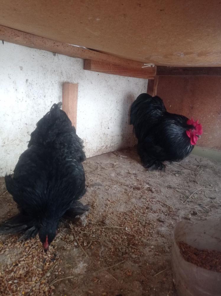 1+1 черный кохлар сотилади