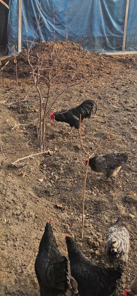 Avstralop 1 kunlik jojalari 25 dona