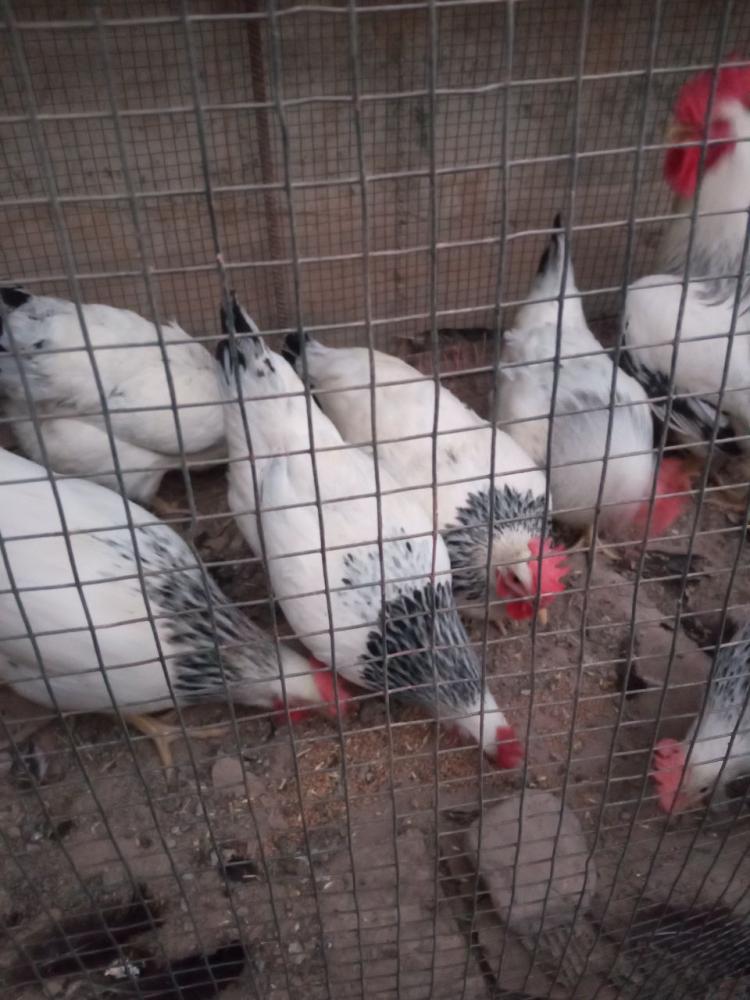 Адлер (Серебристая) тухумлари