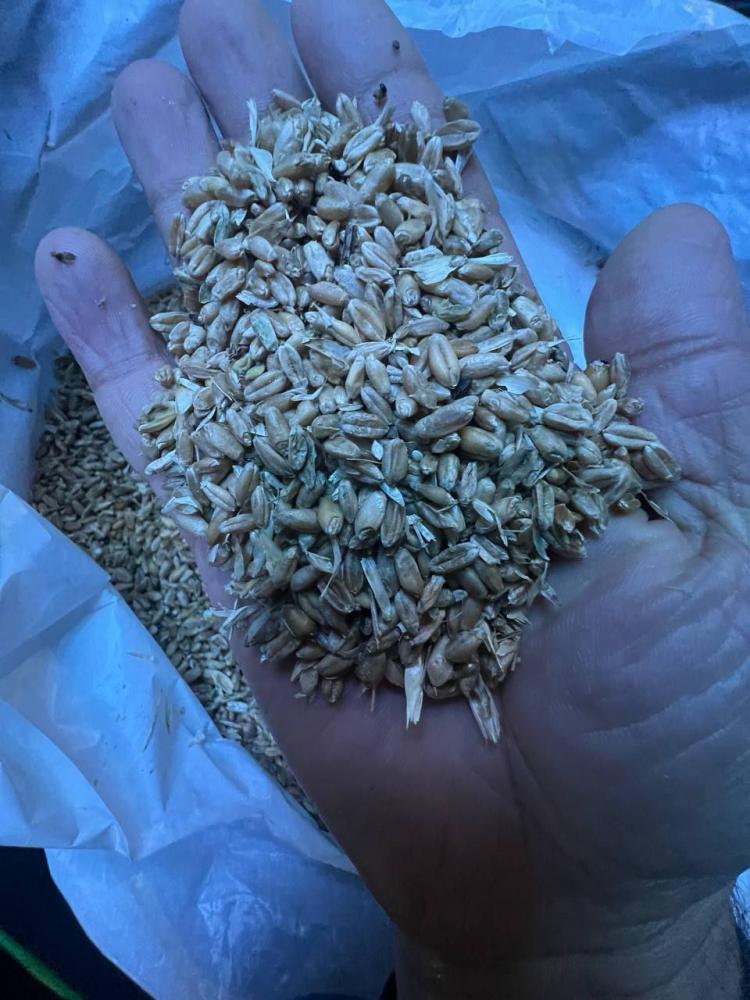 Qozoq bugʻdoy 5-klass don