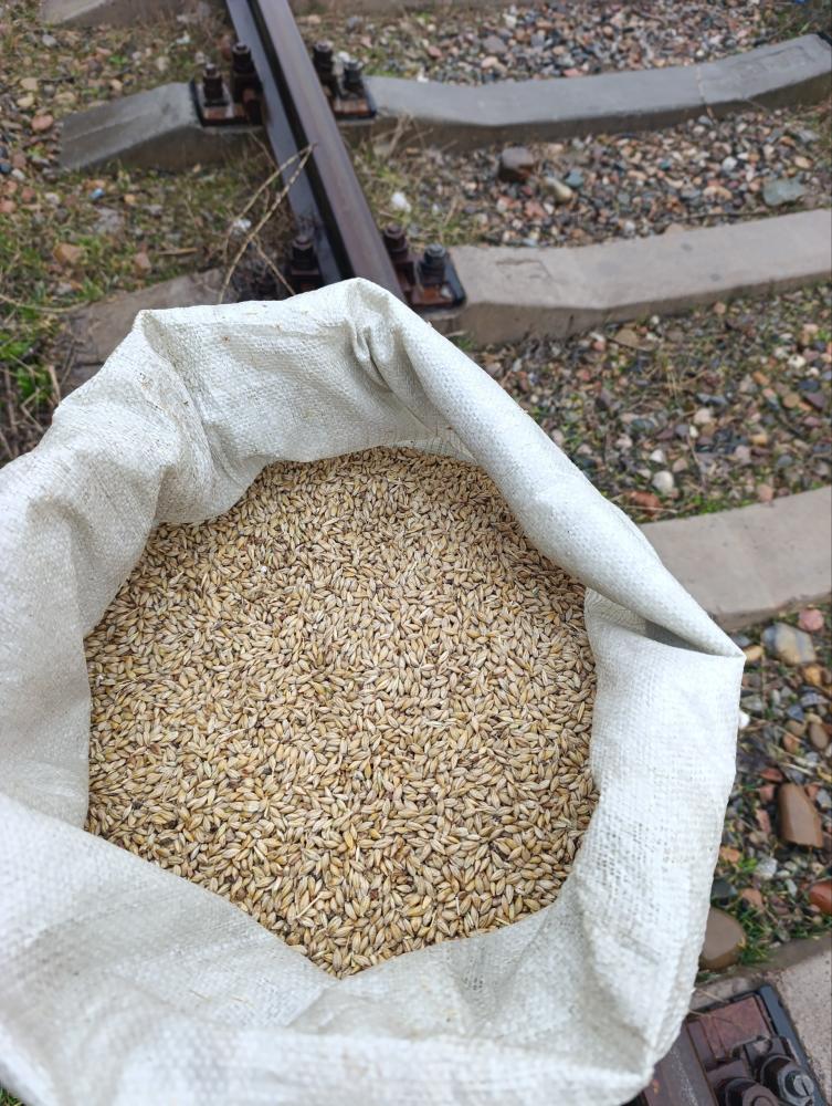 КАЗАХСТАН АРПА 50/55кг