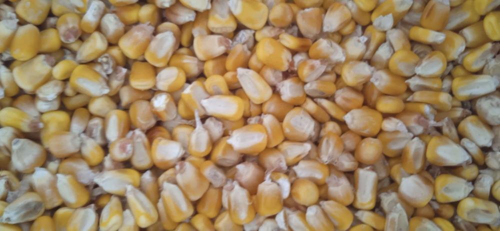 Маккажухори 15 т. сотилади