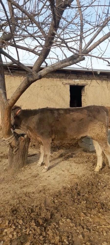 Gunojin buqa sotiladi 1.5 yosh