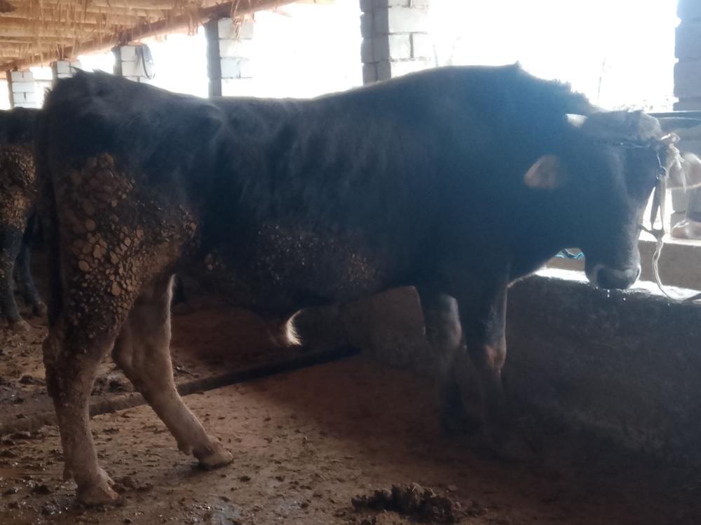 Shevet xoʻkiz sotiladi