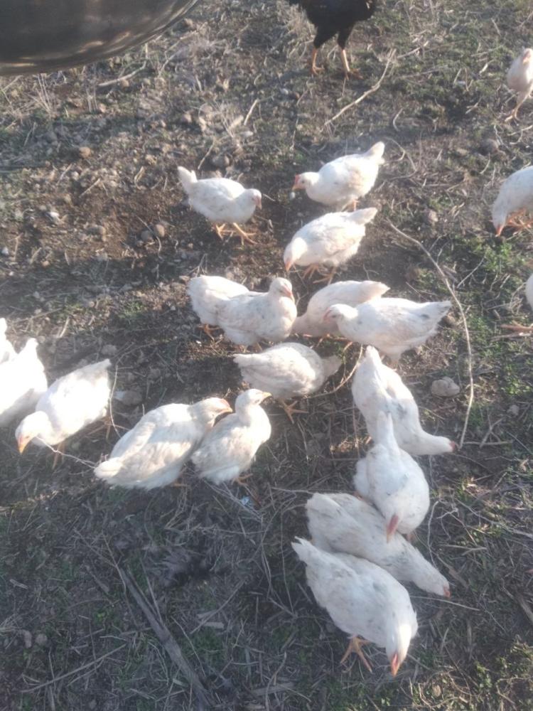 50 ta oq joja sotiladi