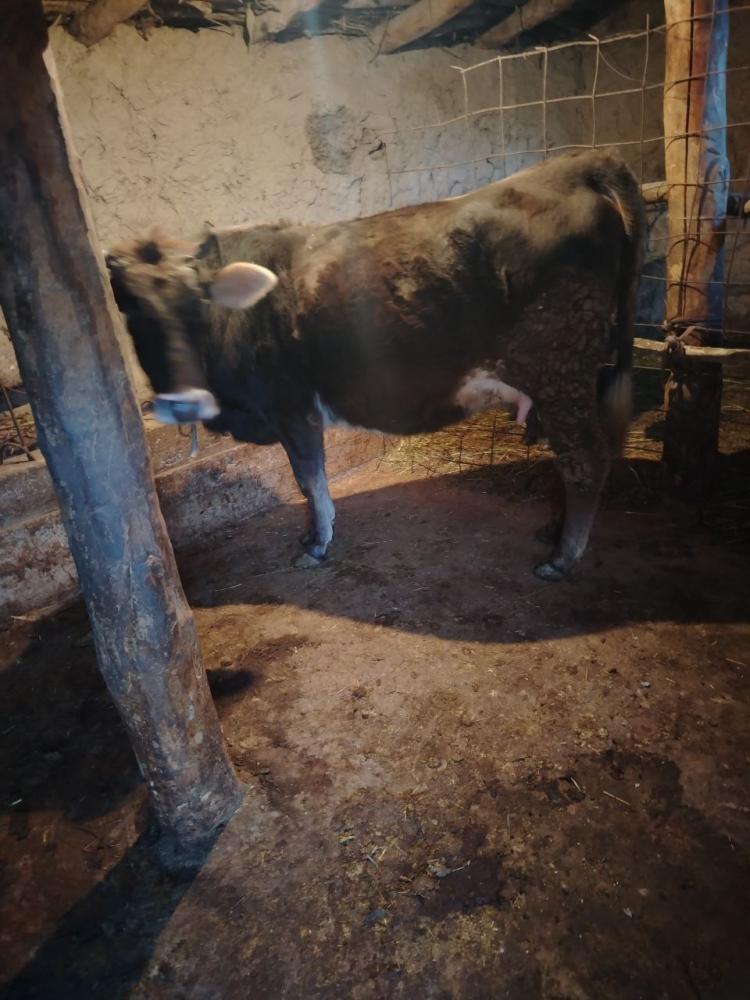 10 кунлик Буг'оз сотилади