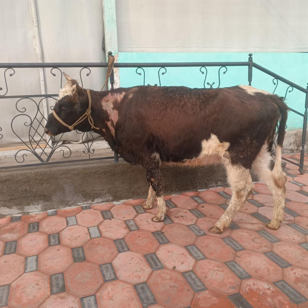 7 ойлик хуножин сотилади