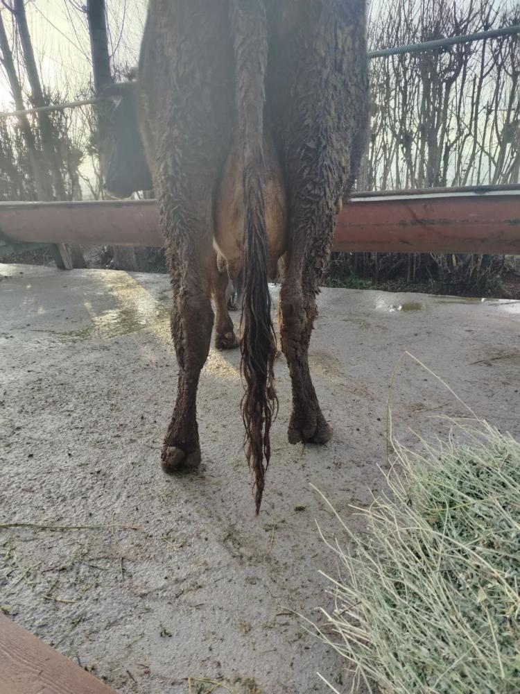 Она сигир ва боласи сотилади