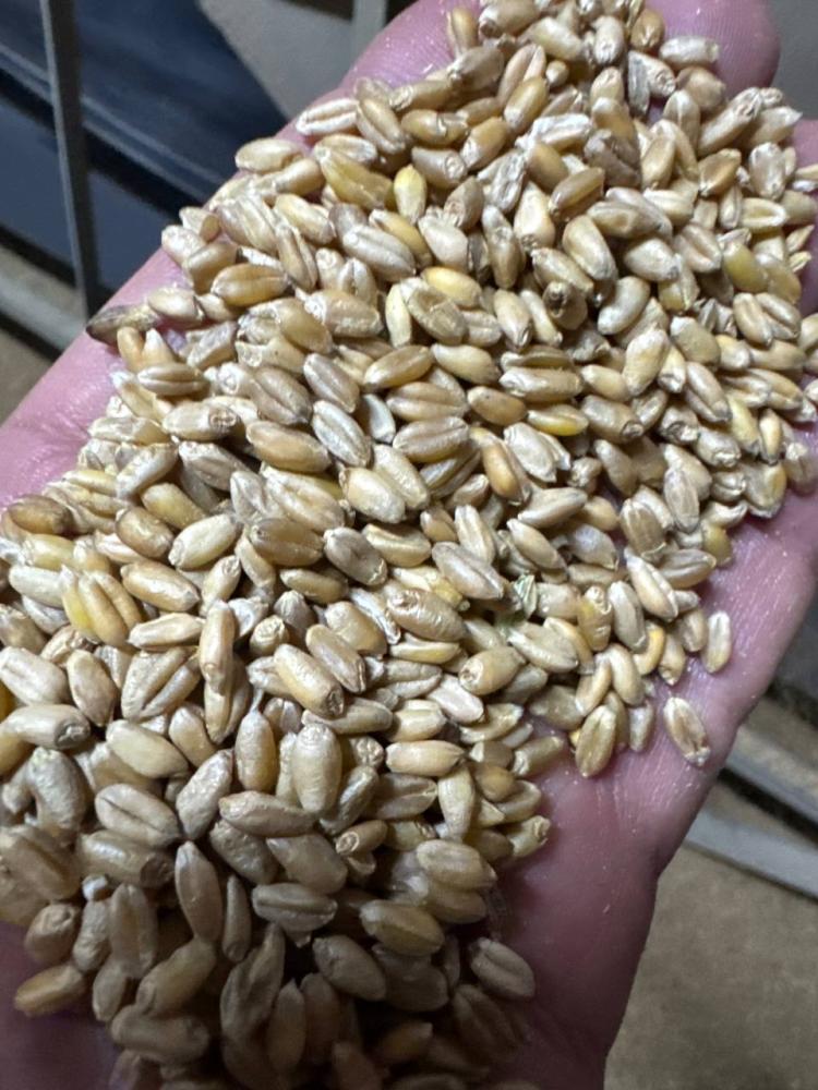 Qozoq bugdoy 4 klas Rasipnoy