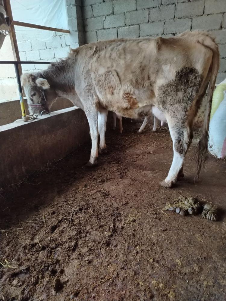 Гибирит она сигир сотилади