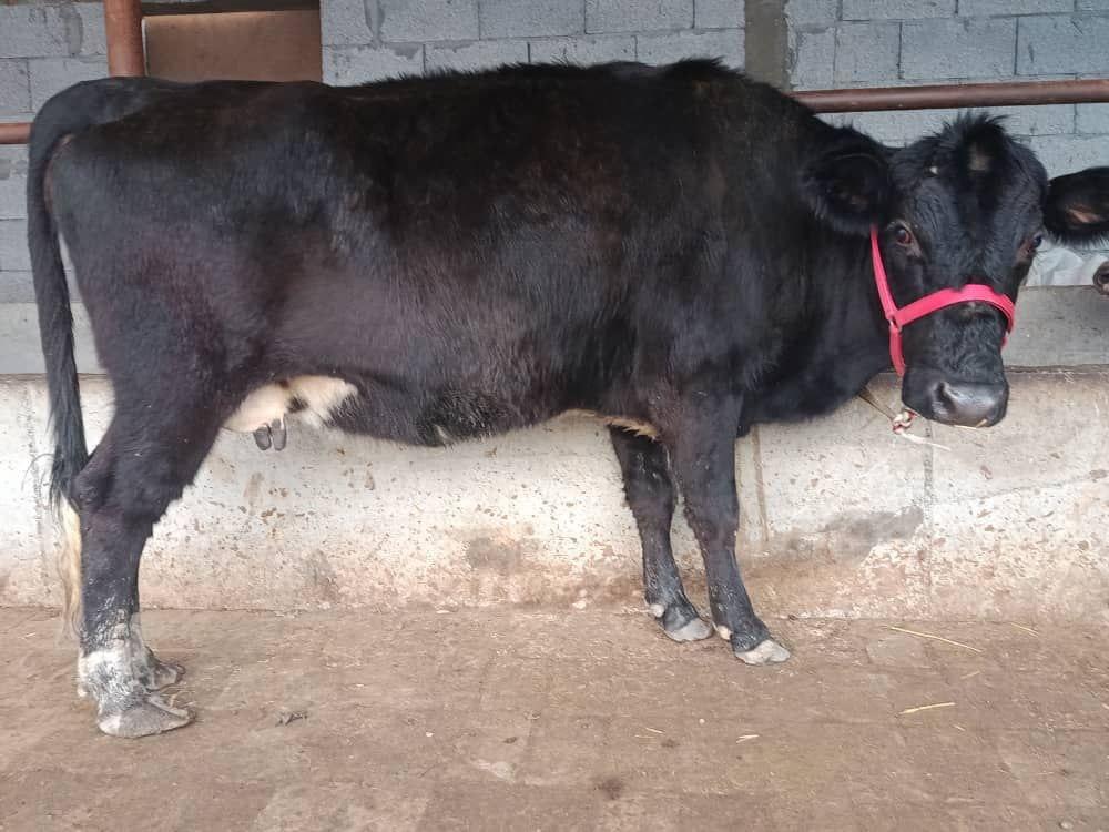 Angus boʻgʻoz 7 oylik