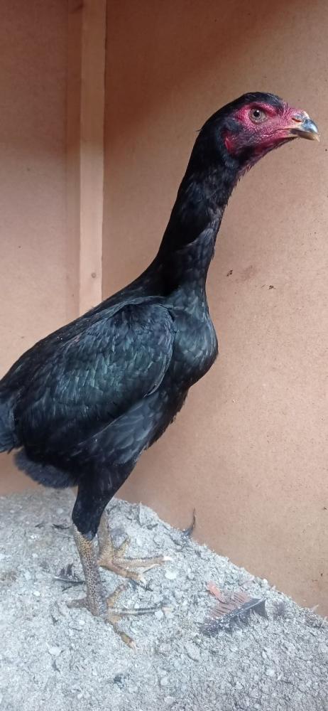 Turk zoti Makiyon joʻjalar sotiladi