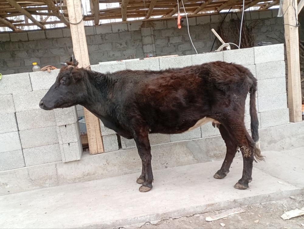 5 ярим ойлик богоз сигир