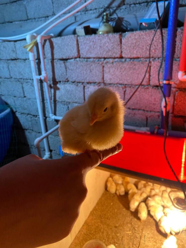 Broyler jo‘jalar 26 kunlik