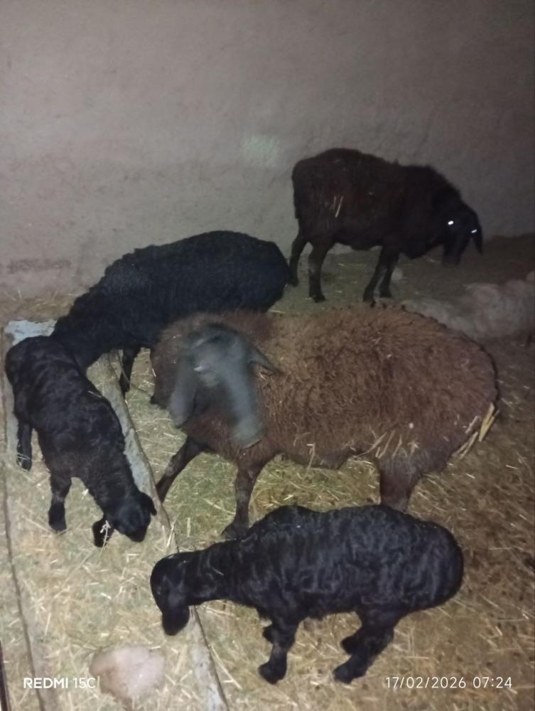 1ta quzi va 2ta quylar sotiladi