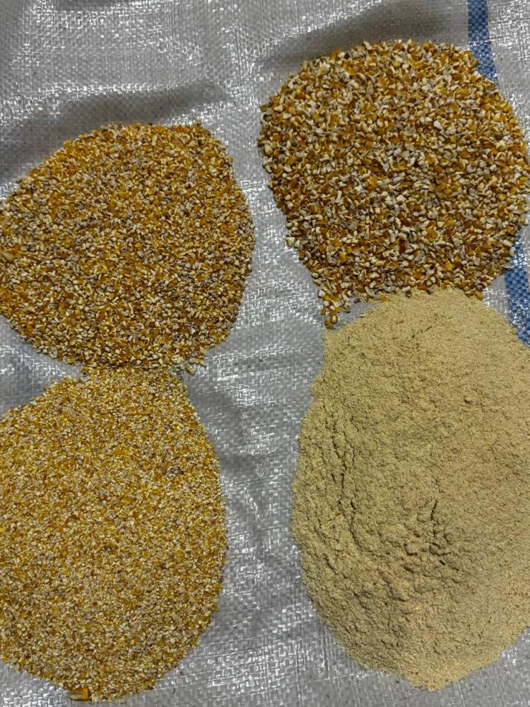 Makka yorma uni, Toshkentga yetkazish