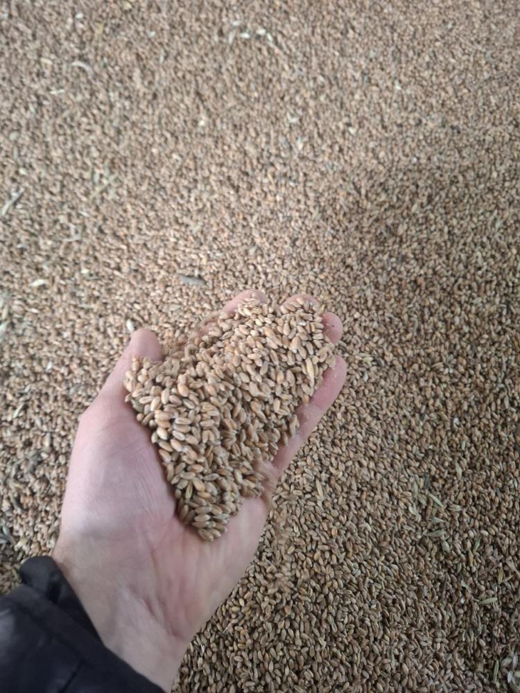 Казахстан бугдойи 4-класс