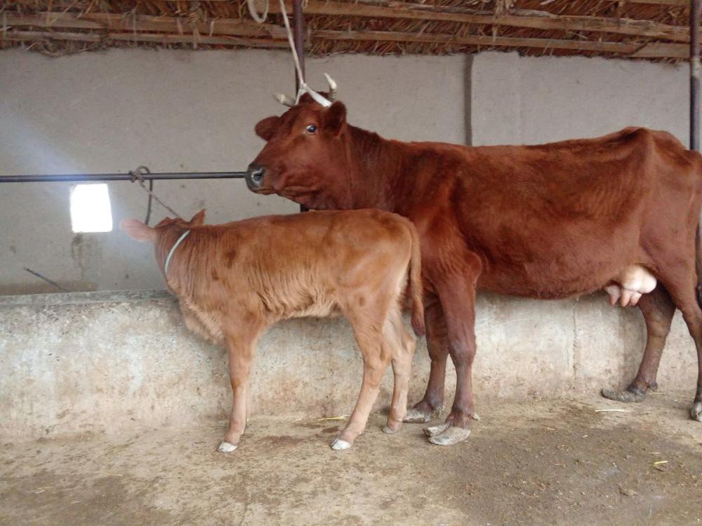 Ona bola sigir sotiladi