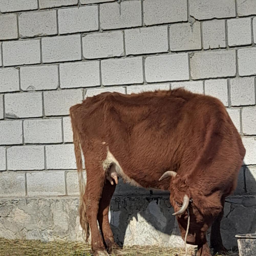 Якка сигир сотилади