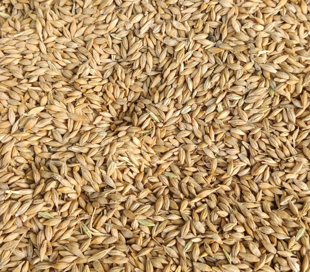 Novot arpa, yaxshi holat