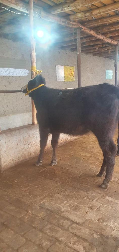 Gibrit 5 oylik boʻgʻoz