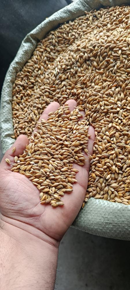 Novot arpa ideal holatda