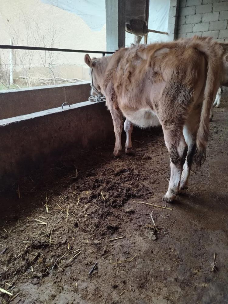 Семинтал сигир сотилади