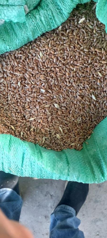 Bugdoy 30 tona Jizzax