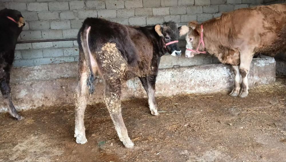 6 oylik bzov Shaxresabz