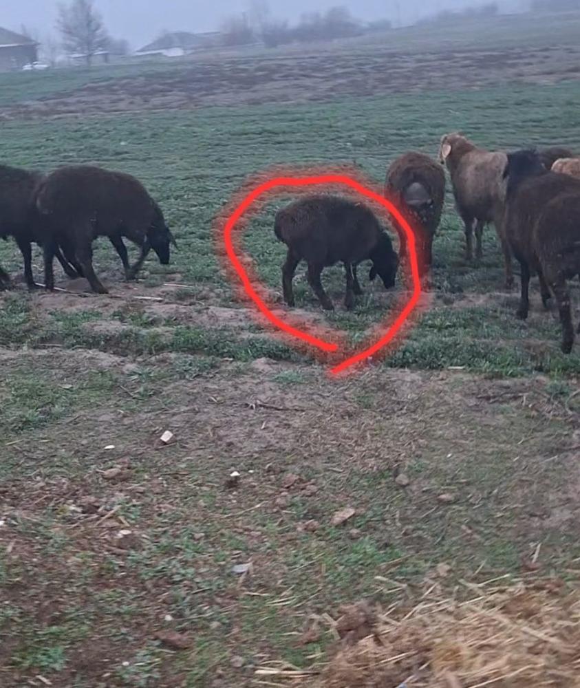 8 ta quzilar sotiladi