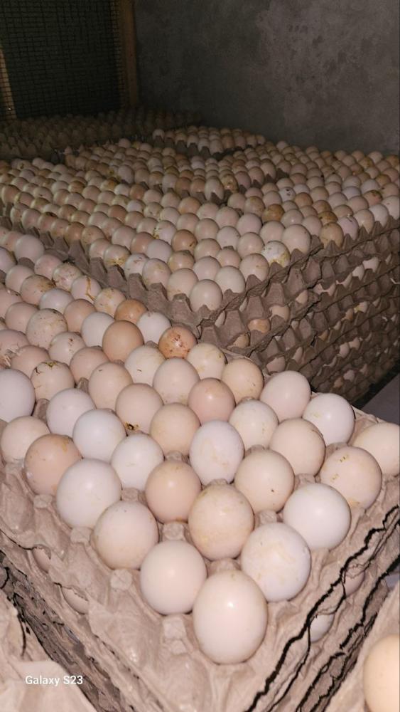 ПАЛАГДА тухумлар сотилади