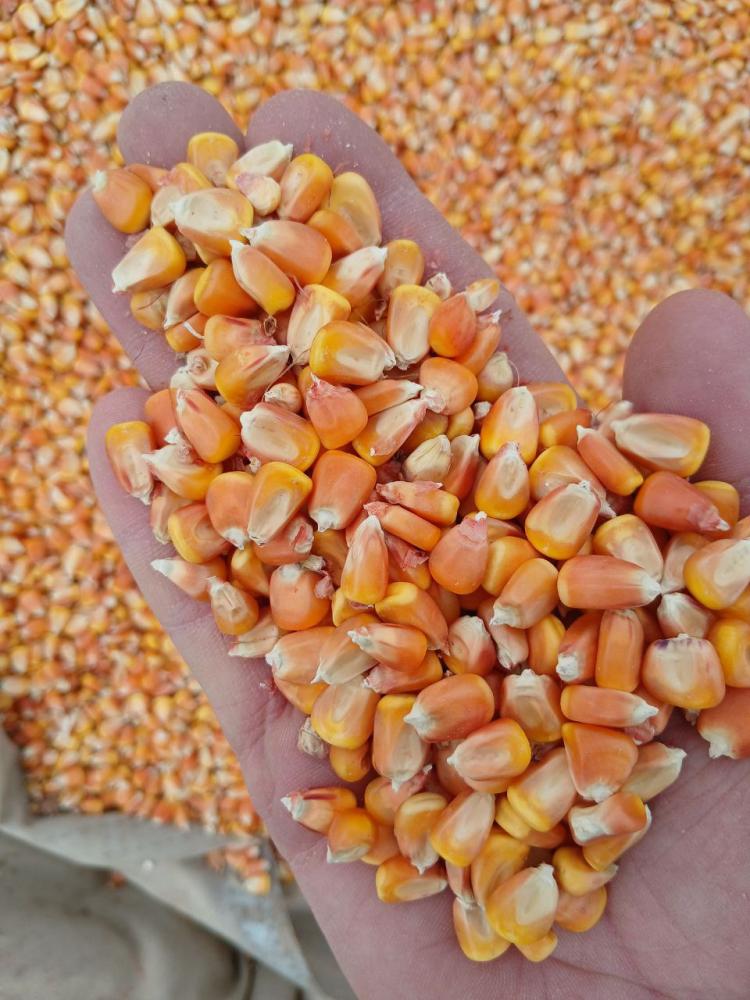 Makka 100 tonna sotiladi